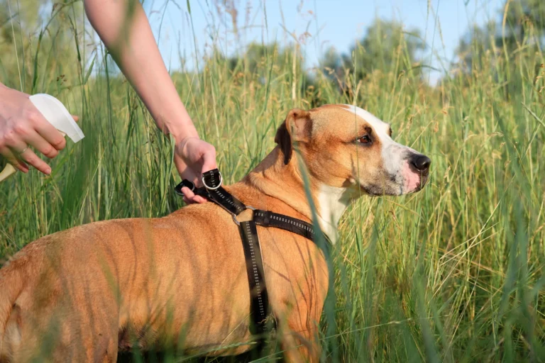 5 motivos para incluir um repelente na rotina do seu pet